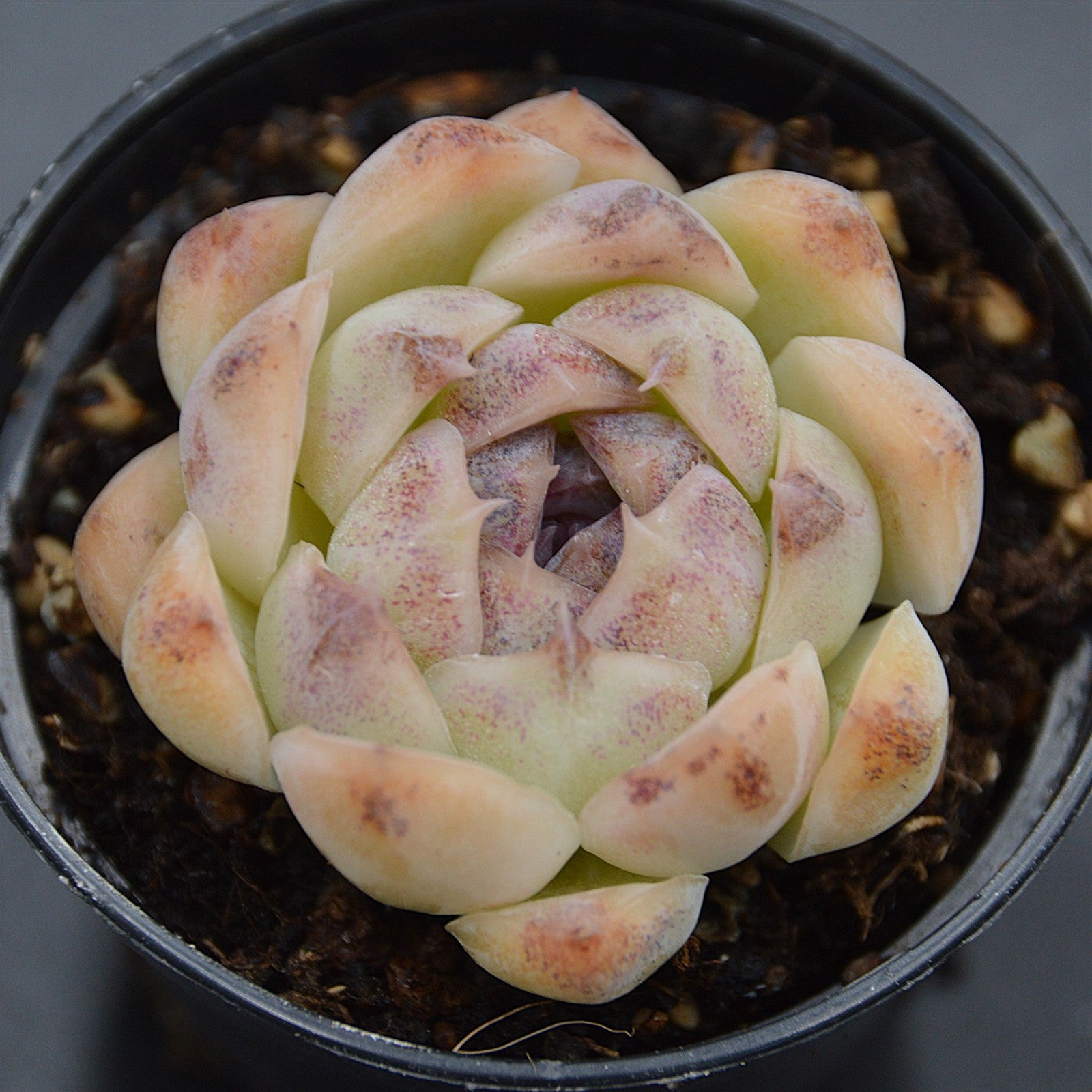 pasiora-echeveria-purple-rice-sukkulente-rarit-t-indoor image 1