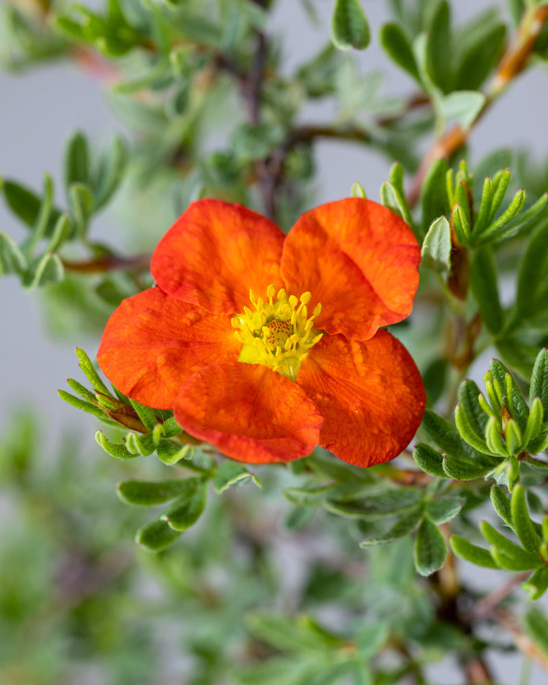 feey-roter-fingerstrauch-potentilla-fruticosa-red-ace-au-enpflanze image 2