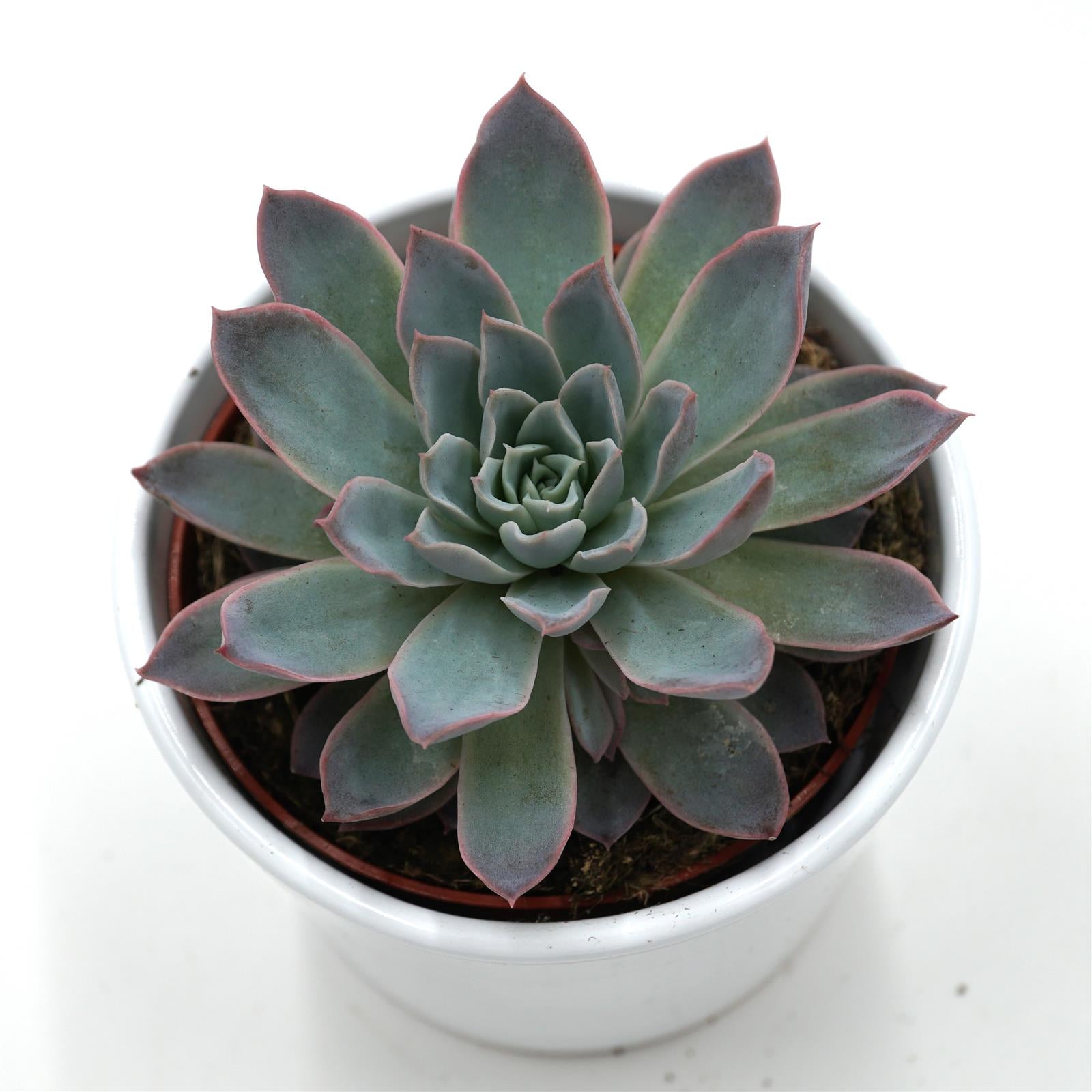 pasiora-echeveria-violet-queen-rosetten-sukkulente-10-5cm image 2
