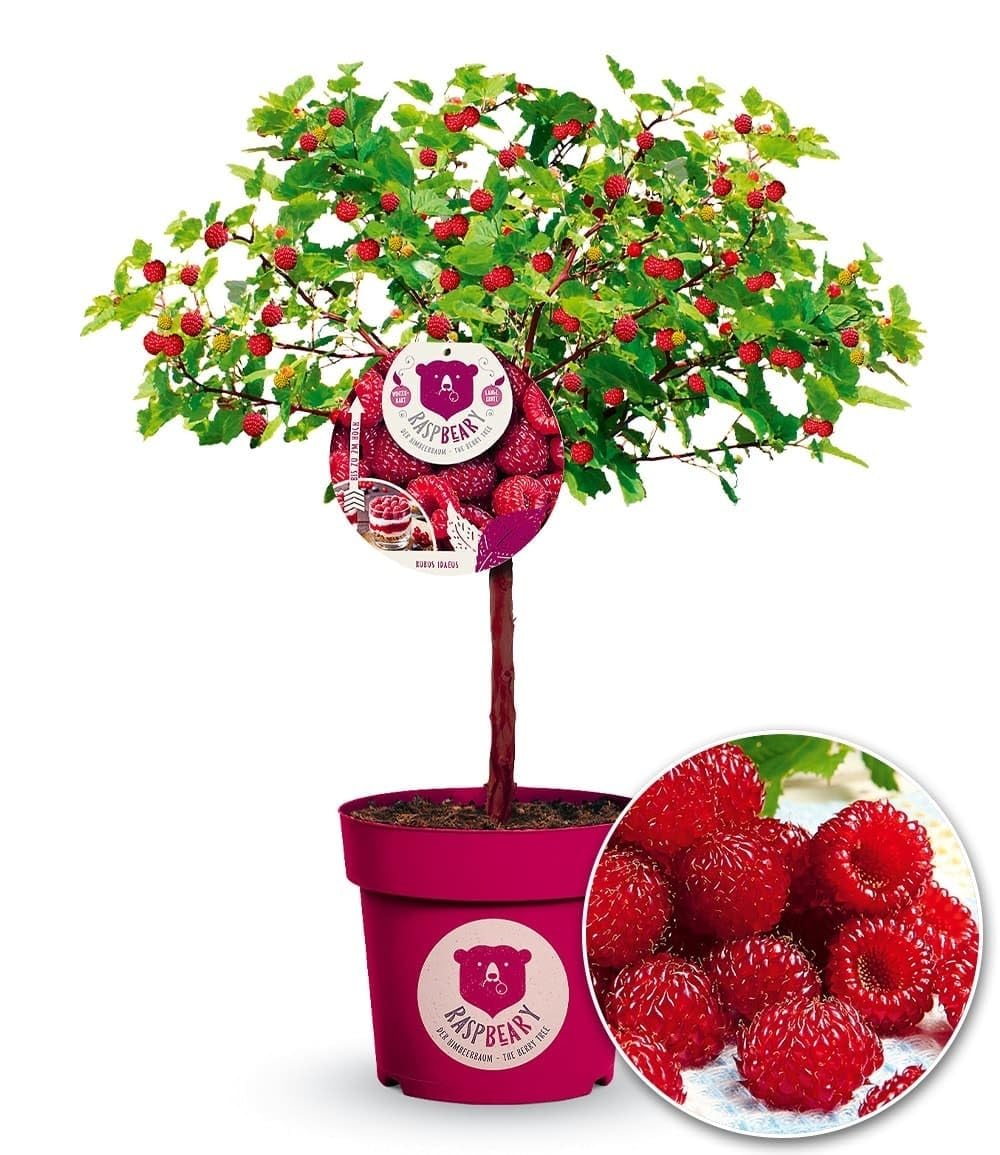 baldur-garten-himbeer-baum-raspbeary-st-mmchen-im-4-6-liter-topf image 1