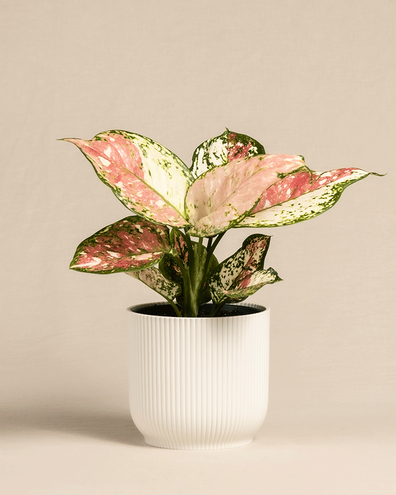 feey-aglaonema-jazzy-red-kolbenfaden-zimmerpflanze-klein image 7