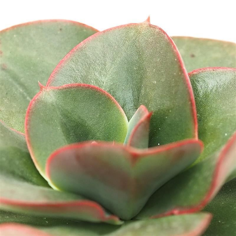 pasiora-echeveria-varaha-sukkulente-im-9cm-topf image 2