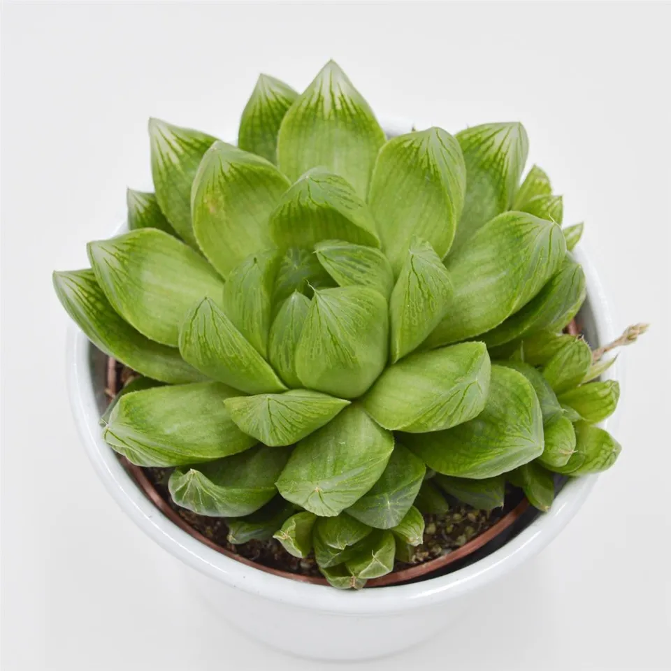 pasiora-haworthia-cymbiformis-sukkulente-10-5-cm-topf image 1