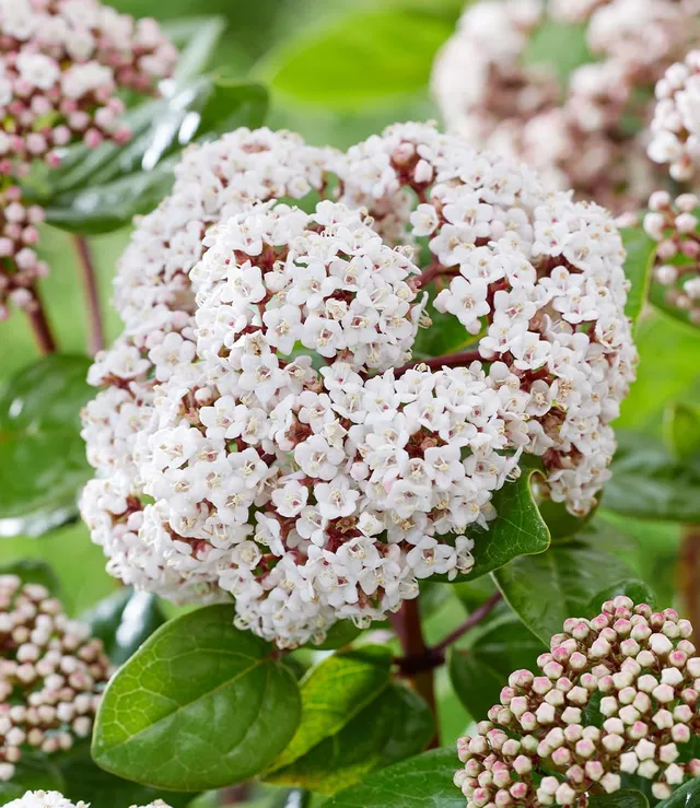 baldur-garten-viburnum-rock-n-rolla-zierstrauch-9x9-cm-topf image 1
