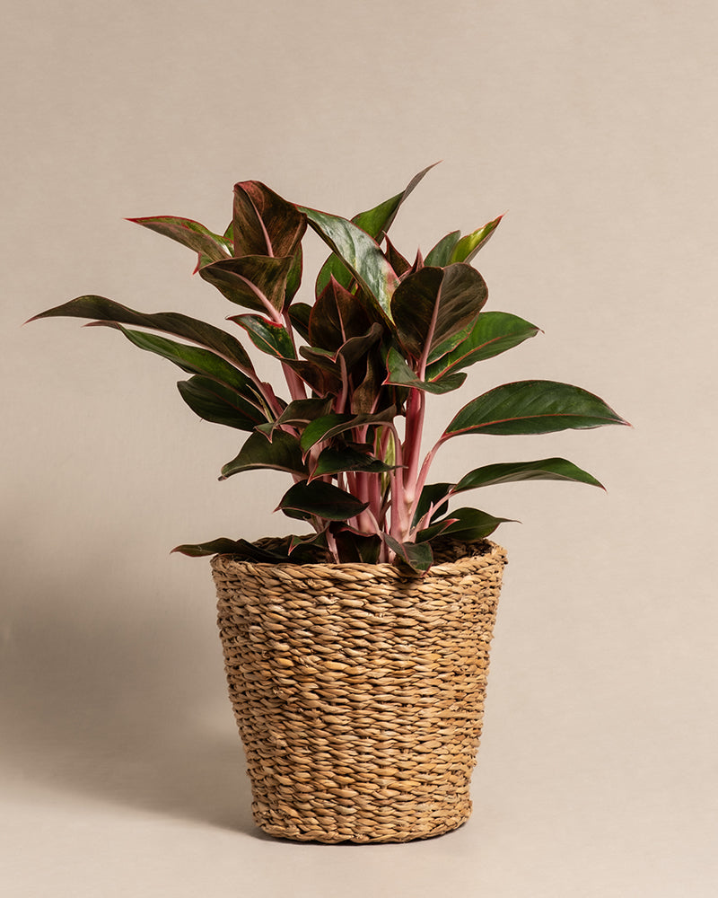 feey-aglaonema-jungle-red-gro-zimmerpflanze-kolbenfaden image 7