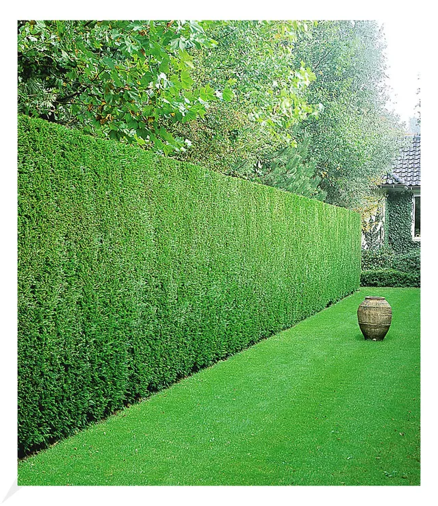 baldur-garten-leyland-zypressen-hecke-50-pflanzen-im-9x9-cm-topf image 1
