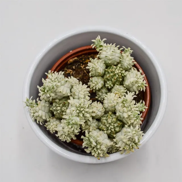 pasiora-euphorbia-mammillaris-variegata-8-5cm image 1