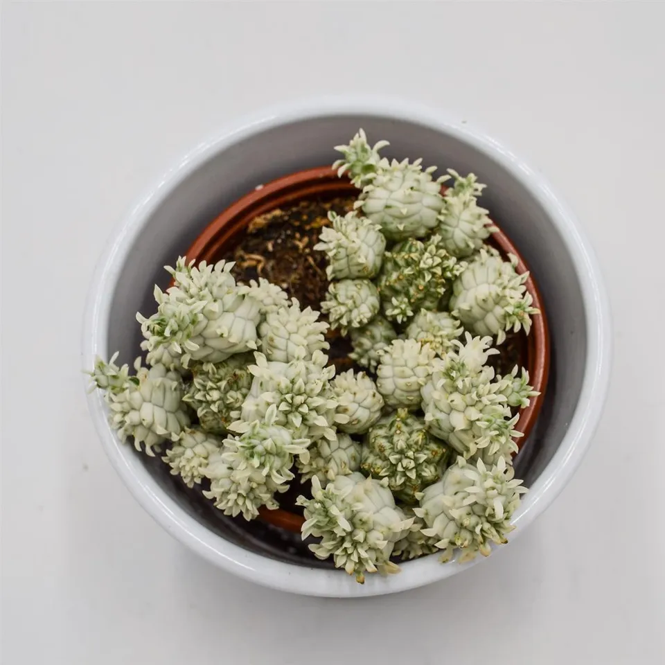 pasiora-euphorbia-mammillaris-variegata-8-5cm image 1