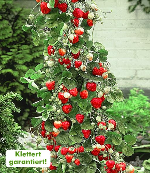 baldur-garten-beeren-naschgarten-5er-set-pflanzen-im-topf image 2