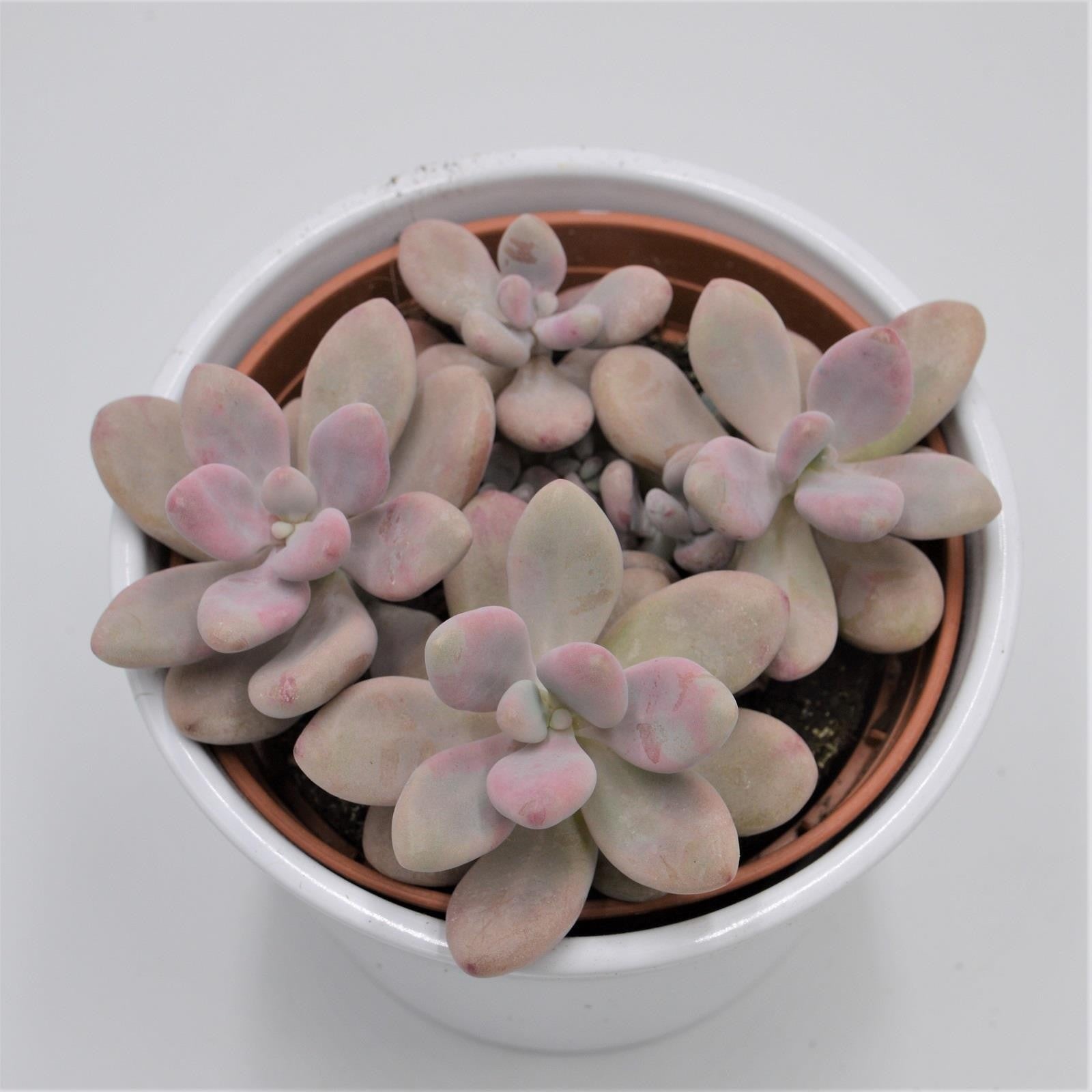 pasiora-pachyphytum-oviferum-pink-moonstones-sukkulente-12cm-topf image 1