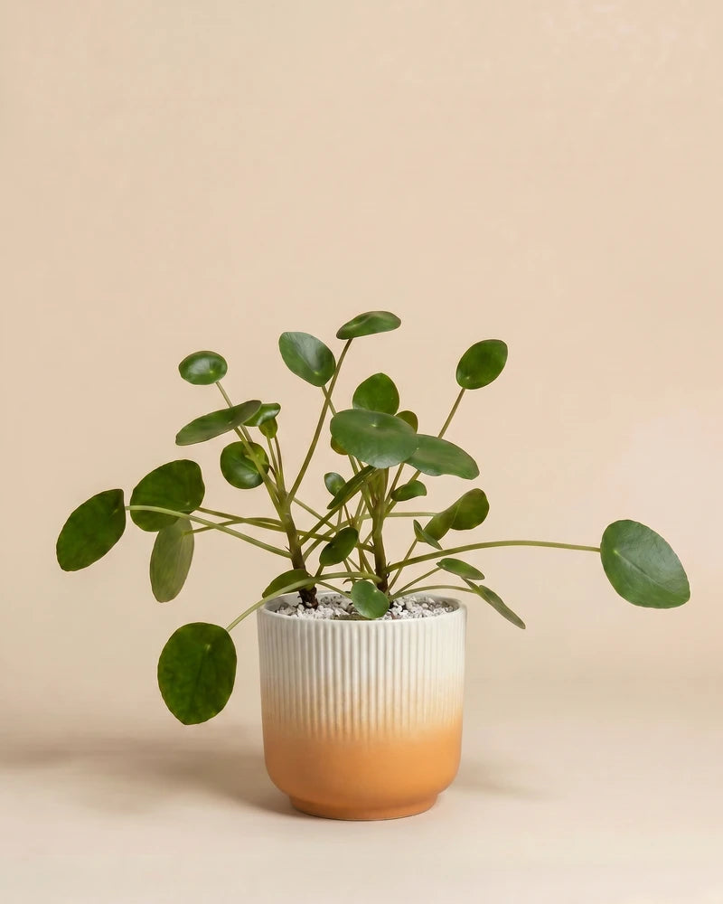 feey-ufopflanze-pilea-peperomioides-hydro image 7
