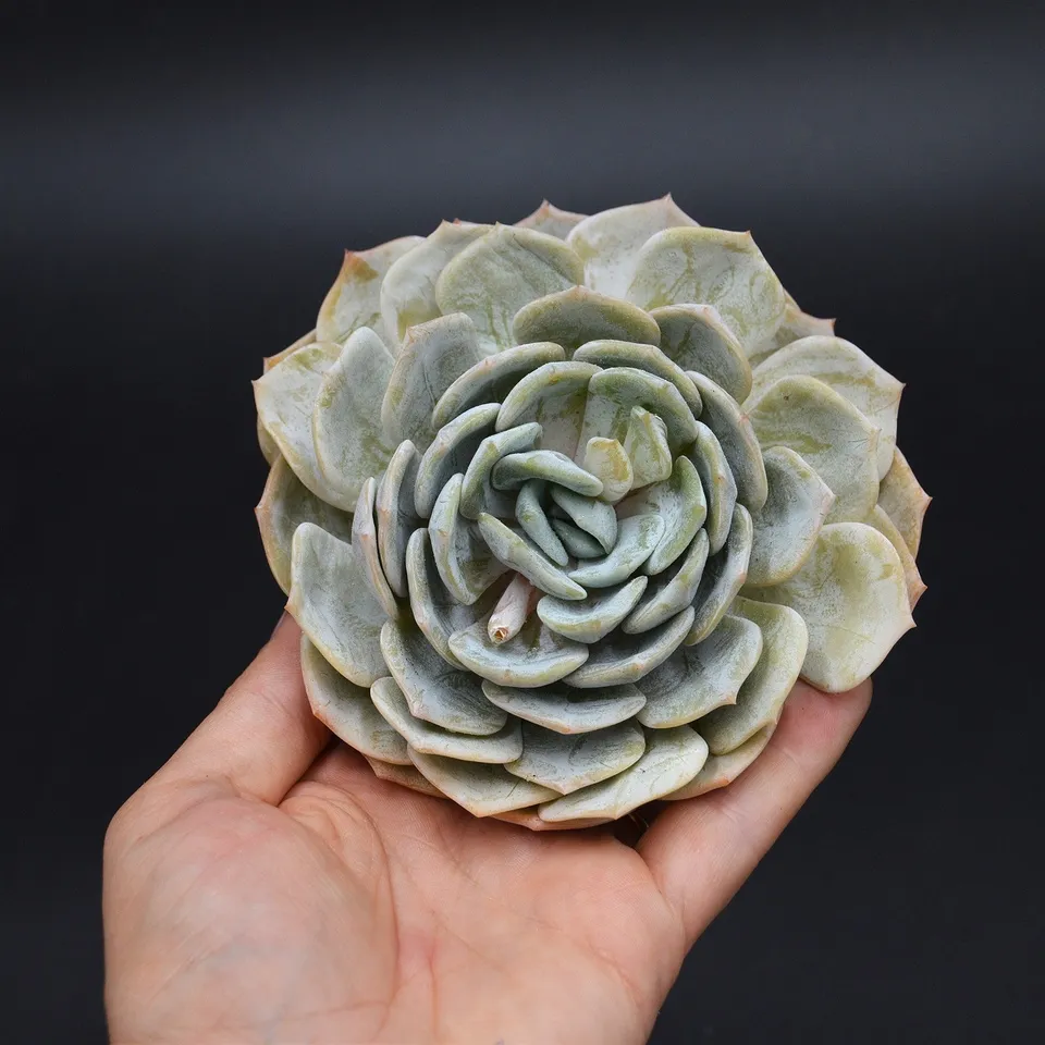 pasiora-echeveria-laui-hybrid-steckling-rarit-t-einzelst-ck image 1