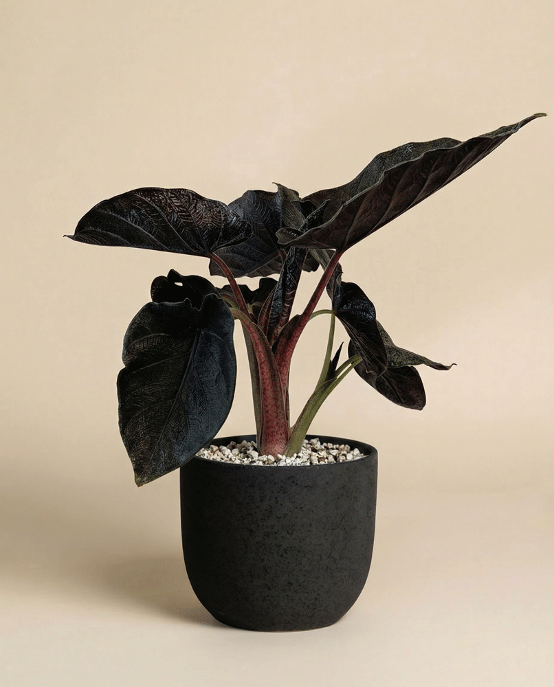 feey-alocasia-antoro-velvet-zimmerpflanze image 5