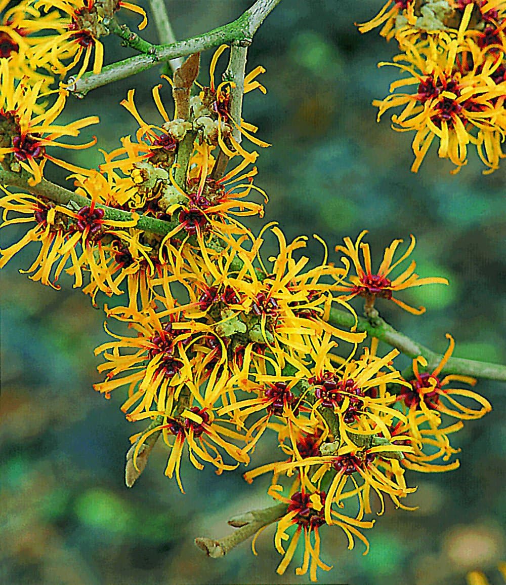 baldur-garten-zaubernuss-hamamelis-mollis-pallida-3-liter image 2