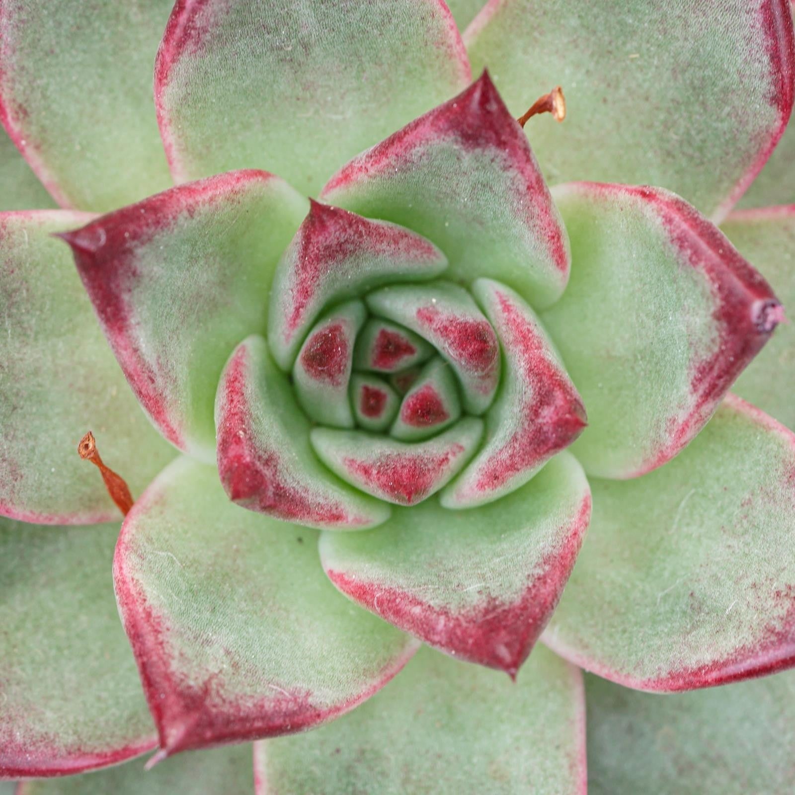 pasiora-echeveria-electra-sukkulente-10-5-cm-topf image 2