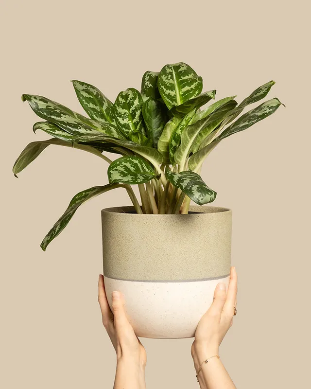 feey-aglaonema-amazon-silver-kolbenfaden-gro image 1
