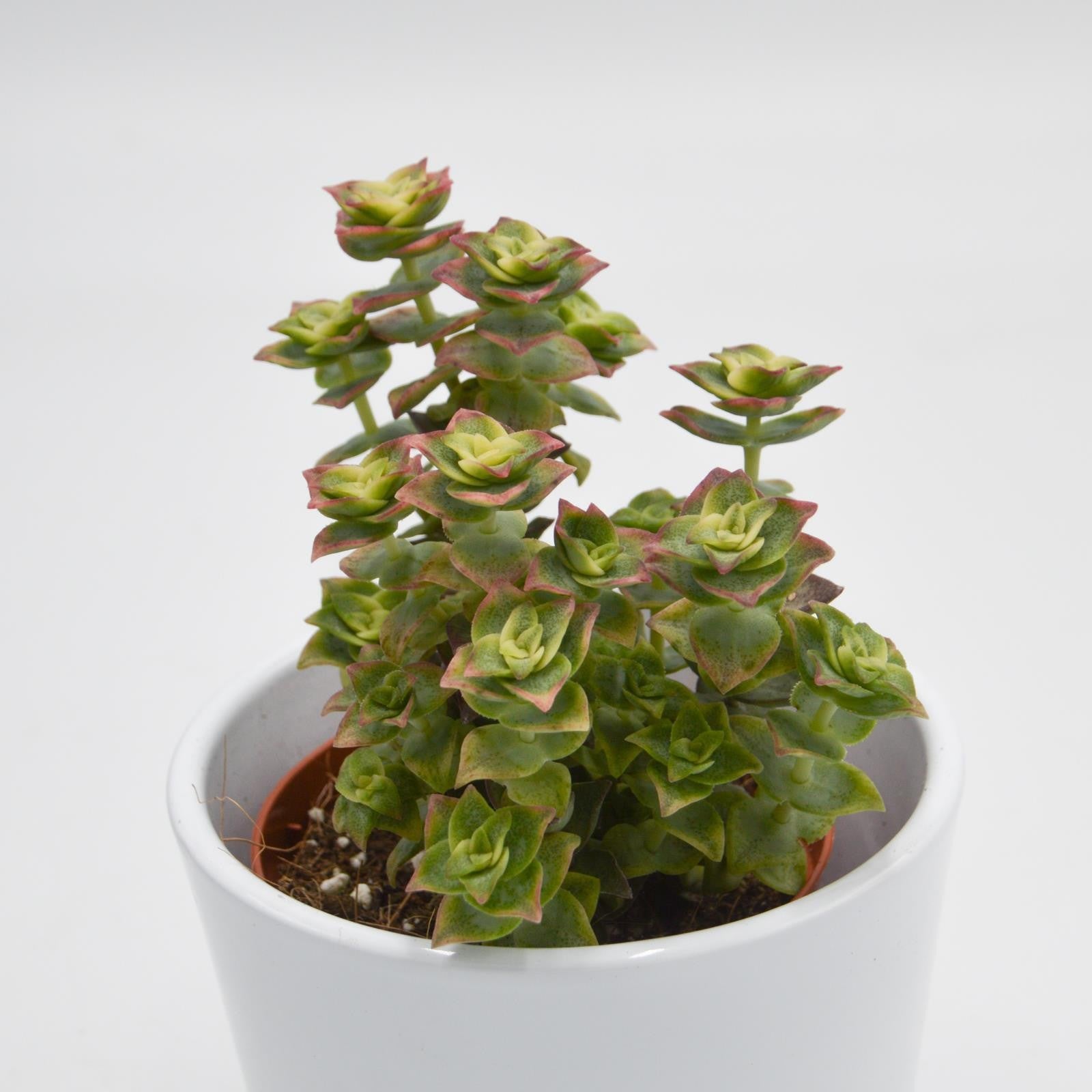 pasiora-crassula-perforata-variegata-sukkulente-8-5cm-topf image 1