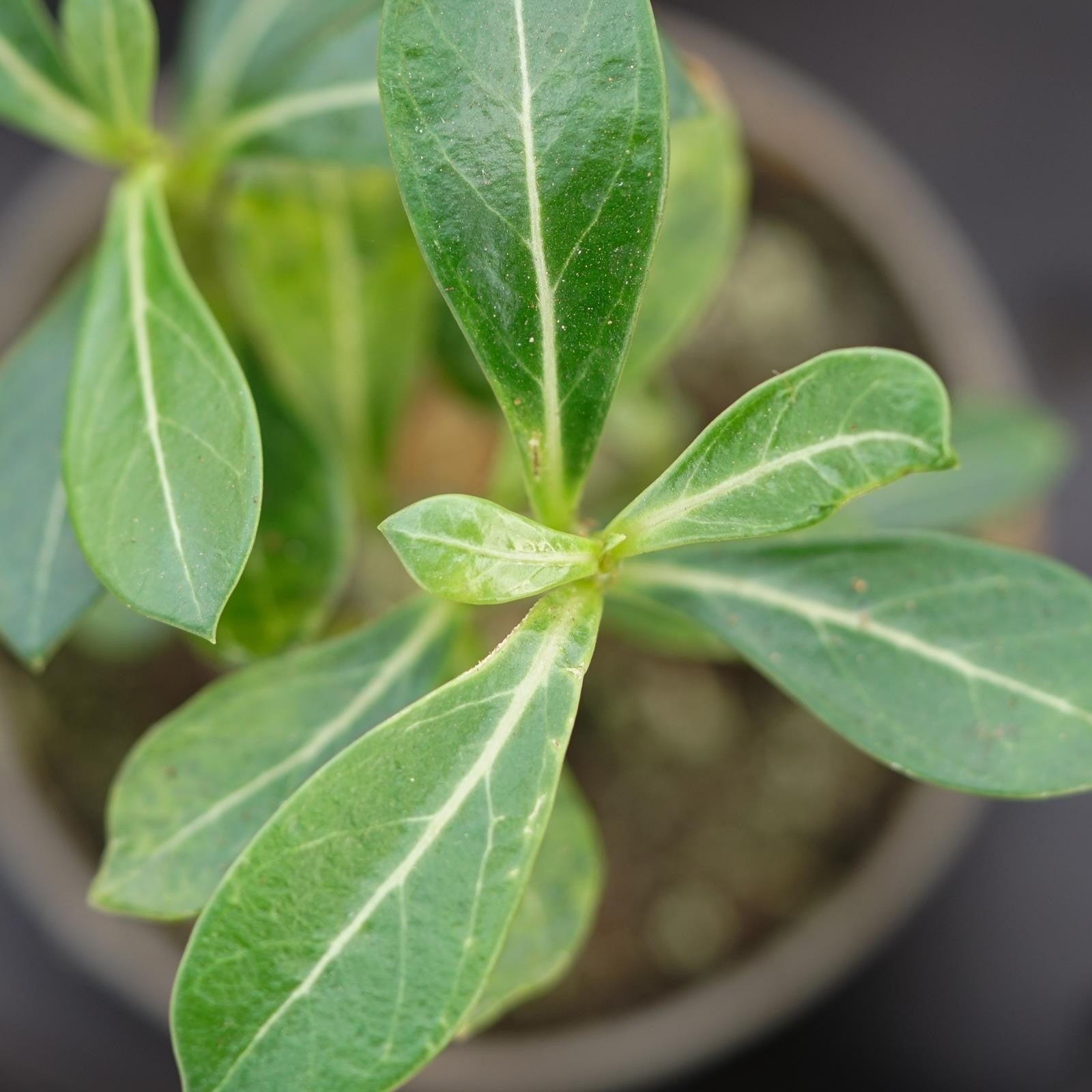 pasiora-adenium-obesum-w-stenrose-sukkulente-6-cm-topf image 5