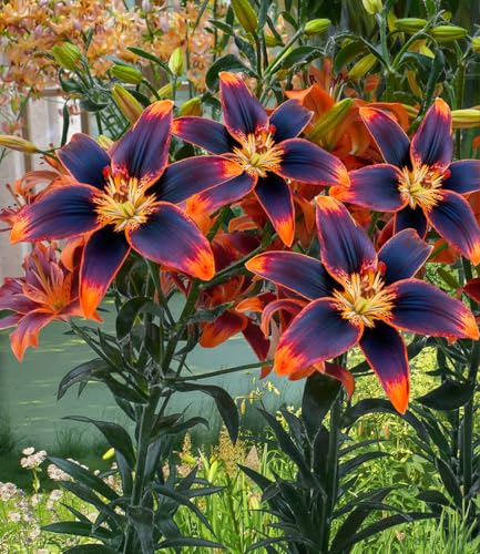 baldur-garten-9x-lilie-forever-susan-blumenzwiebeln-zwiebelumfang-16-18-cm image 4