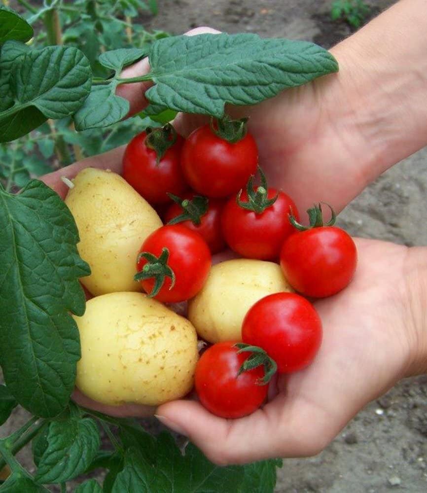 baldur-garten-tomtato-tomoffel-tomaten-kartoffel-pflanze-10-5-cm-topf image 6