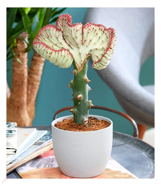 baldur-garten-korallenwolfsmilch-cristata-pflanze-im-10-5-cm-topf image 1