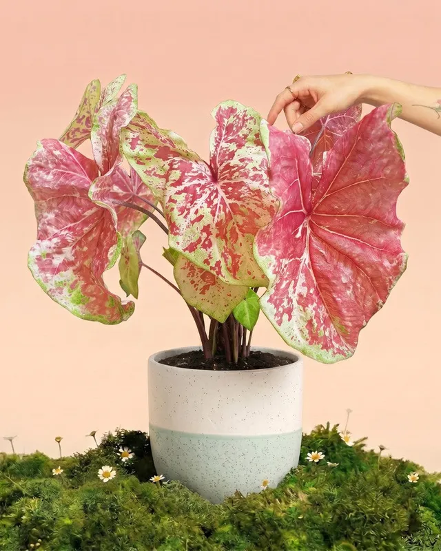 feey-caladium-raspberry-moon-gro-e-zimmerpflanze image 1