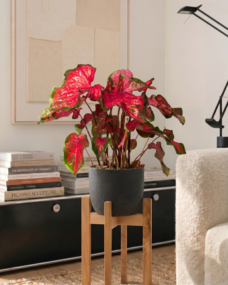 feey-caladium-pink-panther-zimmerpflanze image 2