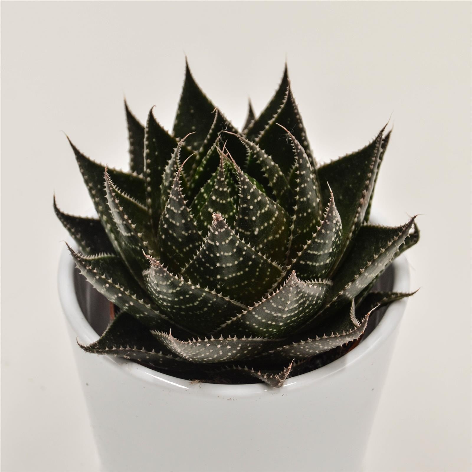 pasiora-aloe-cosmo-sukkulente-8-5cm image 3