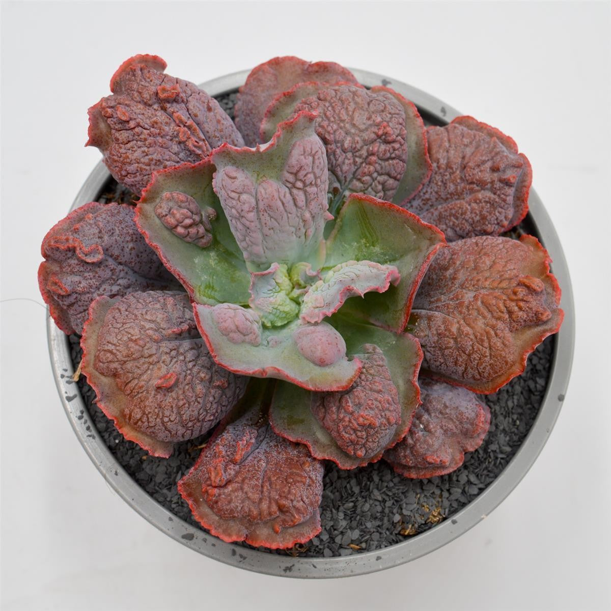 pasiora-echeveria-dick-wright-echeverie-13cm-topf image 1