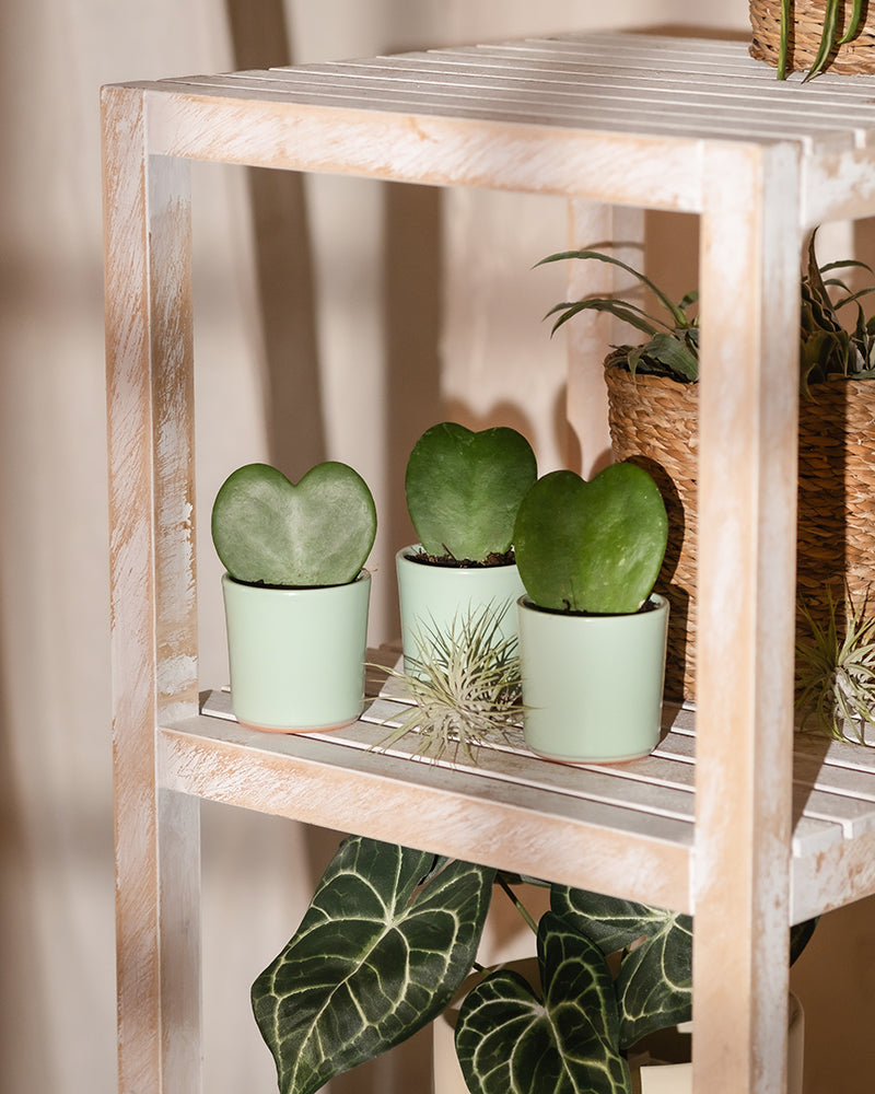 feey-herzblatt-trio-3x-hoya-kerrii-baby-zimmerpflanzen image 4