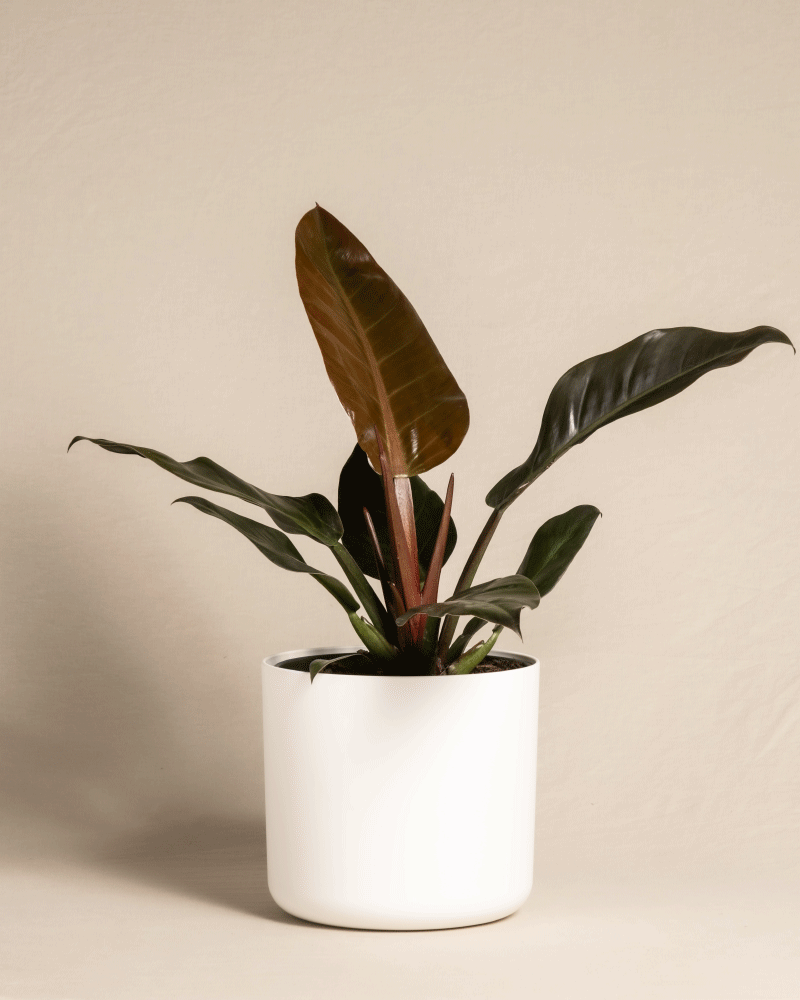 feey-philodendron-imperial-red-zimmerpflanze image 6