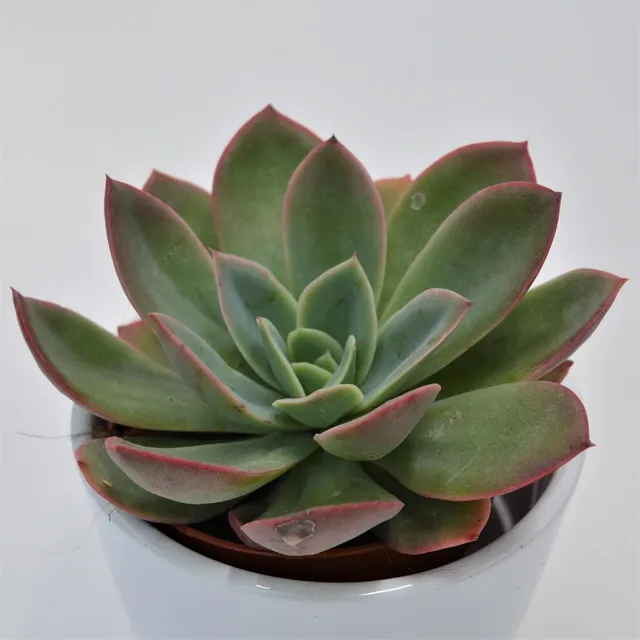 pasiora-echeveria-luella-sukkulente-8-5-cm-topf-korea-hybrid image 1