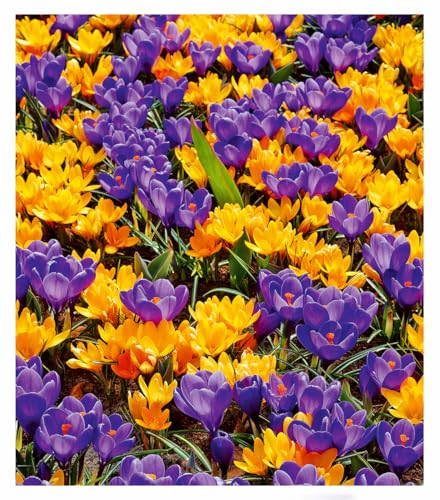 baldur-garten-krokus-mix-blau-gelb-30er-blumenzwiebeln-7-8-cm image 2