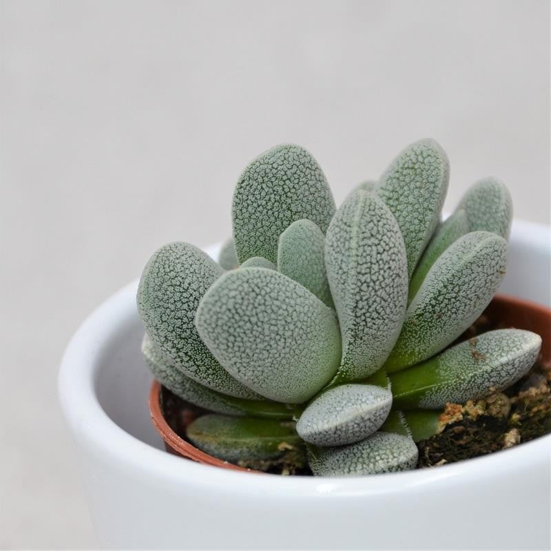 pasiora-crassula-tecta-sukkulente-5-5cm-topf image 1