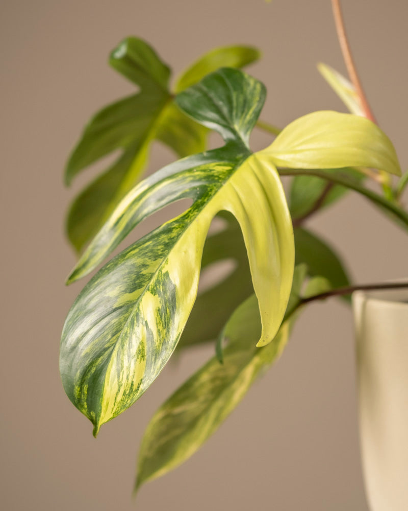 feey-philodendron-florida-beauty-rarit-t-zimmerpflanze image 2