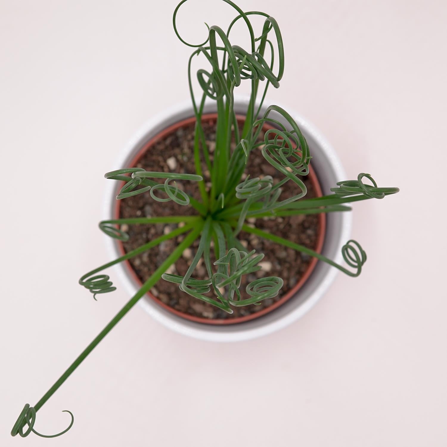 pasiora-albuca-spiralis-frizzle-sizzle-sukkulente-10-5-cm image 2