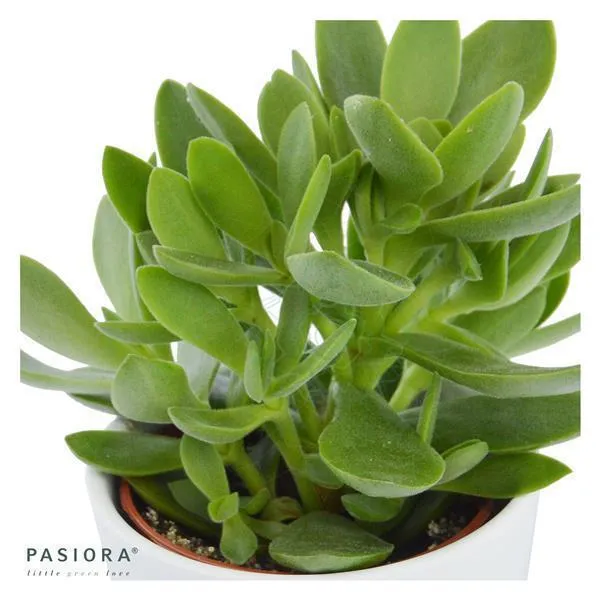 pasiora-crassula-ovata-money-maker-geldbaum-6cm image 1