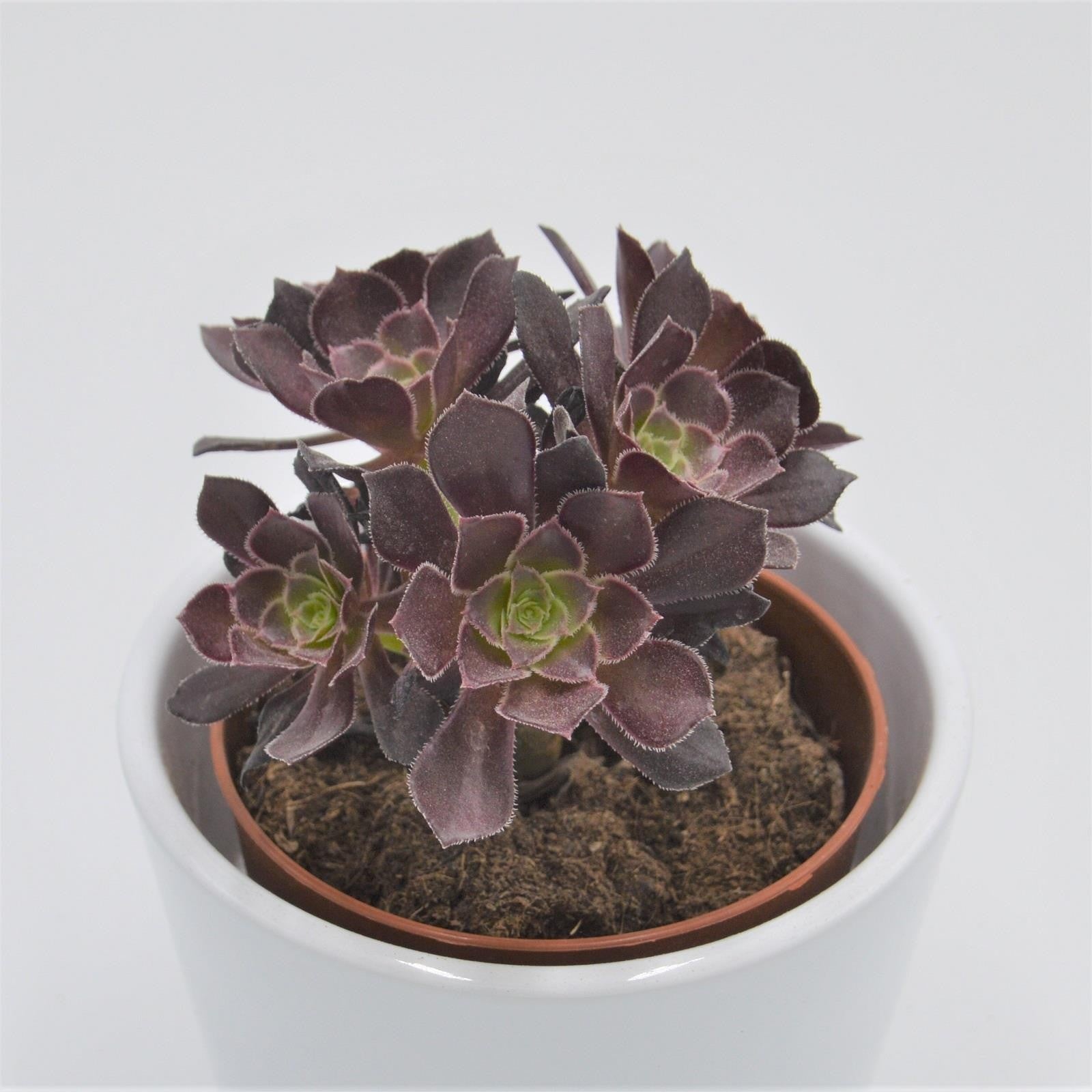 pasiora-aeonium-arboreum-velours-rosettendickblatt-8-5cm-topf image 4