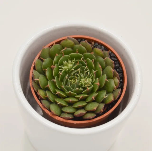 pasiora-x-graptoveria-olivia-sukkulente-5-5cm image 1