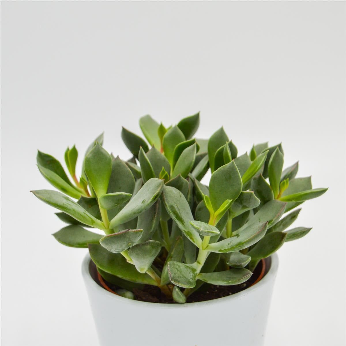 pasiora-cotyledon-orbiculata-picco-coin-sukkulente-12cm-topf image 2