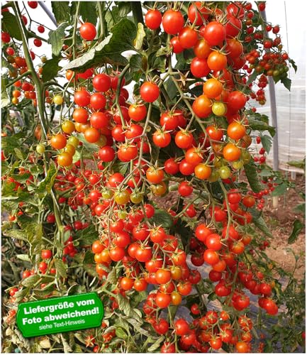 baldur-garten-snack-tomate-perlino-cherrytomate-2-pflanzen-im-10-5cm-topf image 7