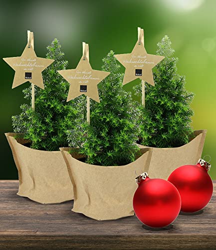baldur-garten-mini-weihnachtsbaum-3er-set-chamaecyparis-im-10-cm-topf-20-30-cm image 4
