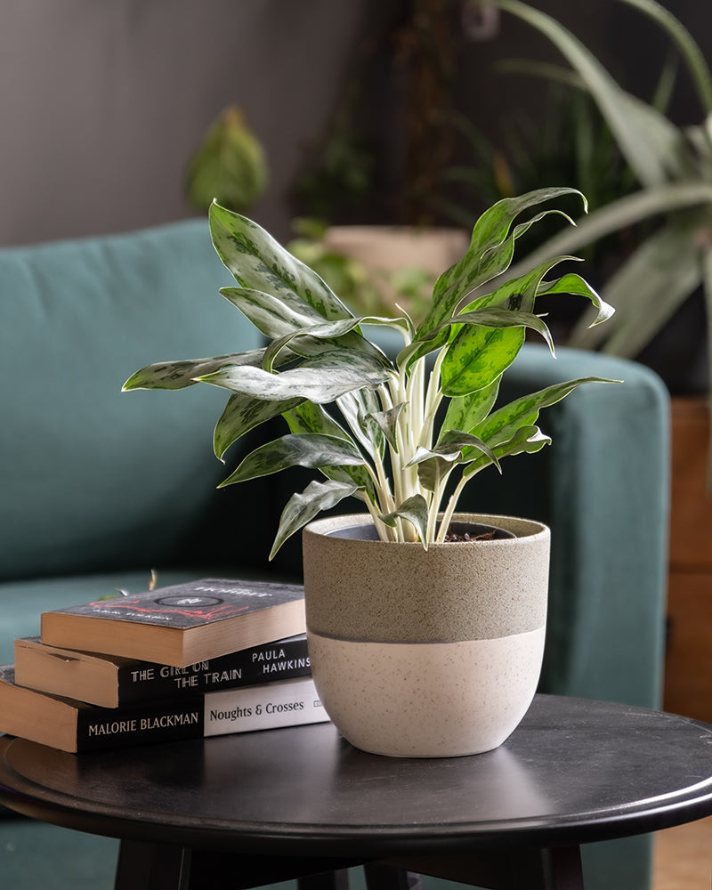 feey-aglaonema-greyhound-zimmerpflanze-kolbenfaden image 4