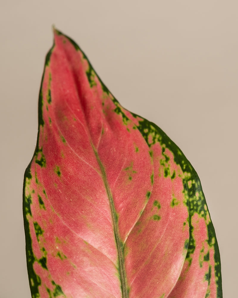feey-aglaonema-cherry-baby-zimmerpflanze-20-30-cm image 2