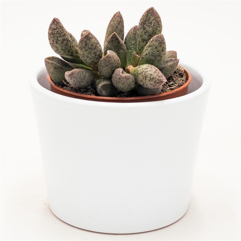 pasiora-adromischus-sp-sukkulente-8-5-cm-topf image 1