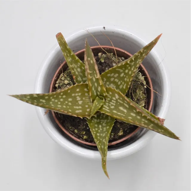 pasiora-aloe-contina-sukkulente-im-5-5cm-topf image 1