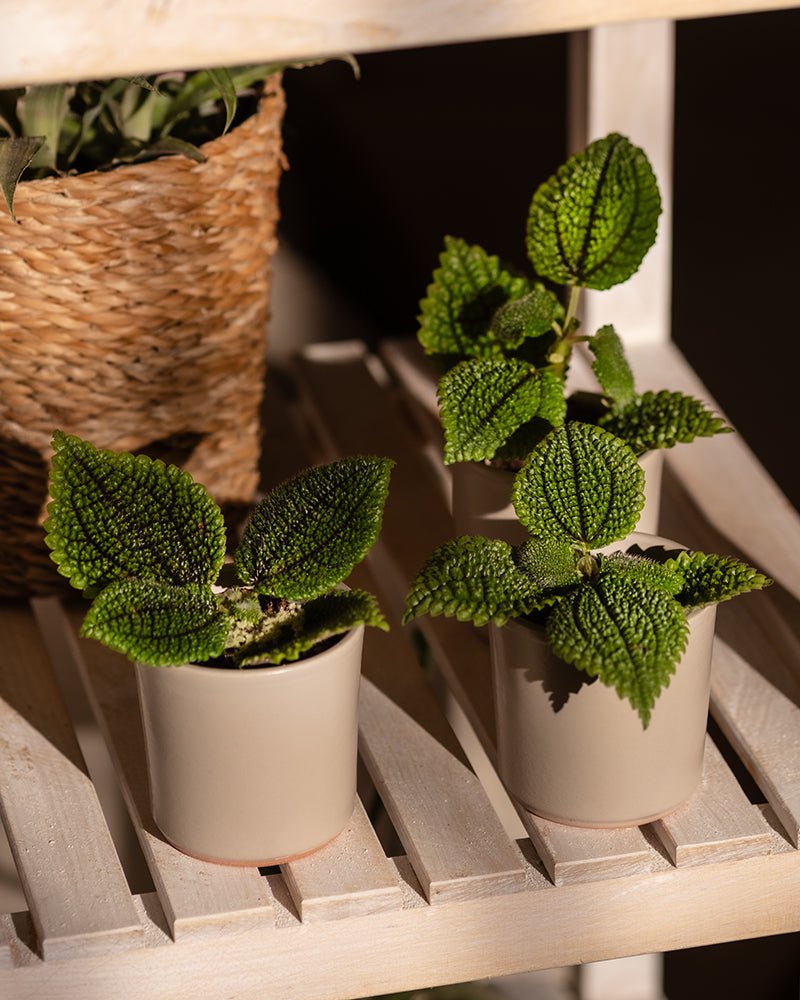 feey-babypflanzen-trio-pilea-moon-valley-kanonierblume image 2