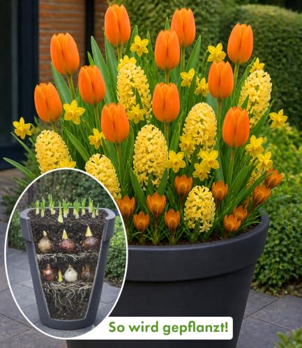 baldur-garten-30x-blumenzwiebel-mix-orange-gelbe-lasagne-tulpen-narzissen-hyazin image 4