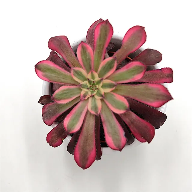 pasiora-aeonium-mardi-gras-sukkulente-im-5-5cm-topf image 1