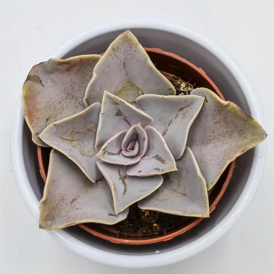 pasiora-echeveria-rodolfi-x-botero-sukkulente-8-5-cm-topf image 1